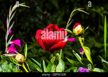 Außen Nahaufnahme einer leuchtend roten Paeonia 'Buckeye Belle' (Pfingstrose) im Regen, dahinter Gladiolus byzantinus Stockfoto