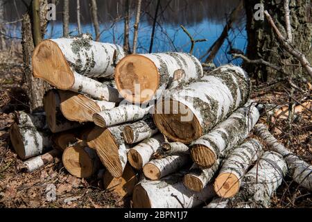 Birkenstämme an der Seenküste. Stockfoto