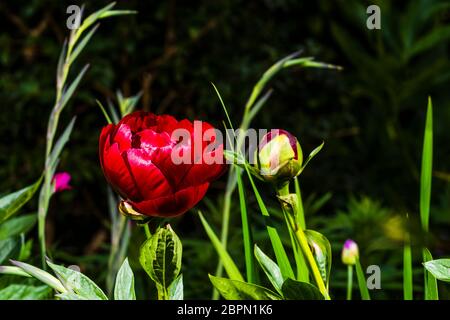 Außen Nahaufnahme einer leuchtend roten Paeonia 'Buckeye Belle' (Pfingstrose) mit Gladiolus byzantinus dahinter Stockfoto