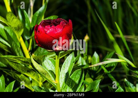 Außen Nahaufnahme einer leuchtend roten Paeonia 'Buckeye Belle' (Pfingstrose) im Regen Stockfoto