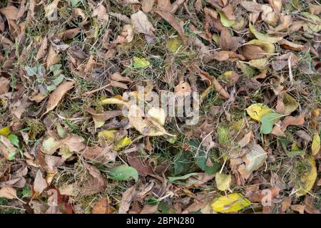 Ein Haufen Blätter zusammen mit einer Harke fegte auf einer Wiese im Garten. Die Blätter in einen Eimer. Stockfoto