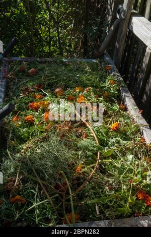 Ein Komposthaufen mit pflanzlichen Abfällen im Garten Stockfoto