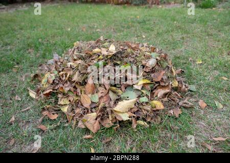 Ein Haufen Blätter zusammen mit einer Harke fegte auf einer Wiese im Garten. Die Blätter in einen Eimer. Stockfoto