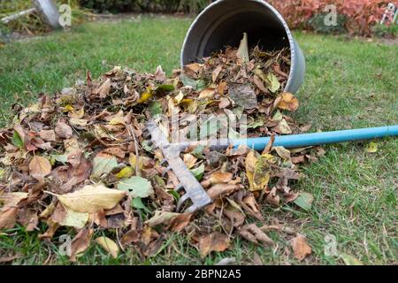 Ein Haufen Blätter zusammen mit einer Harke fegte auf einer Wiese im Garten. Die Blätter in einen Eimer. Stockfoto