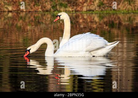 Zwei Schwäne schwimmen bei Sonnenaufgang am Dachfenstern Plothen, Deutschland Stockfoto