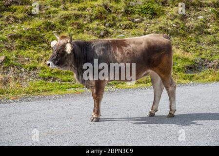 Einsamer Bulle am Straßenrand der Kaunertaler Gletscherstraße in Tirol, Österreich. Stockfoto