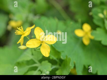 4-blättrige gelbe Blüten des Großkelandins / Chelidonium majus mit umgebenden Blättern. Ehemalige Heilpflanze mit lebhaftem gelben saft. Stockfoto