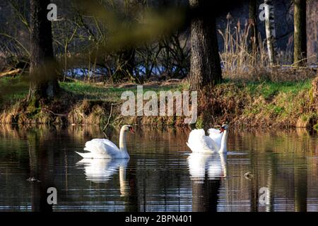 Zwei Schwäne schwimmen bei Sonnenaufgang am Dachfenstern Plothen, Deutschland Stockfoto