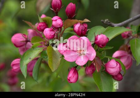 Zweig der blühenden rosa Apfelbaum Nahaufnahme Ansicht. Stockfoto