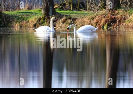 Zwei Schwäne schwimmen bei Sonnenaufgang am Dachfenstern Plothen, Deutschland Stockfoto