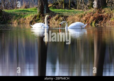 Zwei Schwäne schwimmen bei Sonnenaufgang am Dachfenstern Plothen, Deutschland Stockfoto