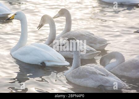 Gruppe der Schönen weißen Keuchhusten Schwäne schwimmen im nonfreezing Winter Lake. Alter Vögel mit Ihren jungen Brut, Familienkonzept Stockfoto