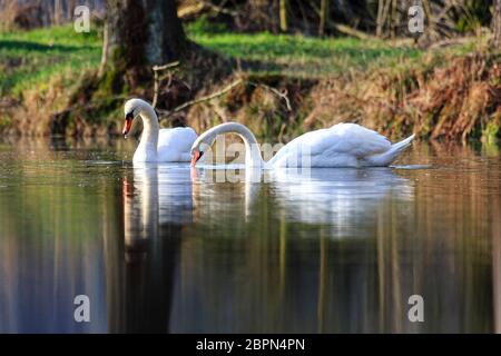 Zwei Schwäne schwimmen bei Sonnenaufgang am Dachfenstern Plothen, Deutschland Stockfoto