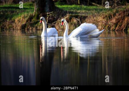 Zwei Schwäne schwimmen bei Sonnenaufgang am Dachfenstern Plothen, Deutschland Stockfoto