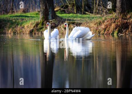 Zwei Schwäne schwimmen bei Sonnenaufgang am Dachfenstern Plothen, Deutschland Stockfoto