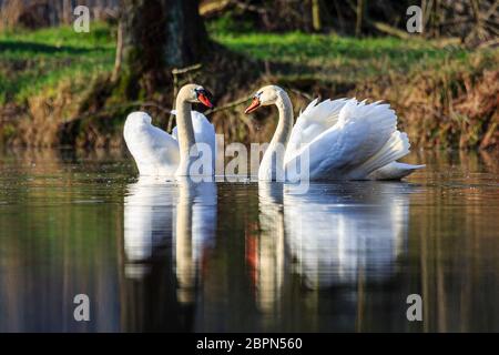 Zwei Schwäne schwimmen bei Sonnenaufgang am Dachfenstern Plothen, Deutschland Stockfoto