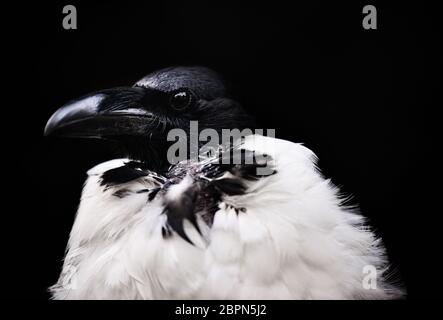 Pied Crow portrait Stockfoto