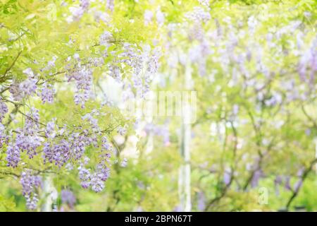 Die schöne Glyzinienblüte auf Garten Hintergrund mit schöner Farbe Stockfoto