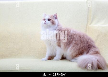 Die Katze liegt auf Haus mit schöner Hintergrundfarbe Stockfoto