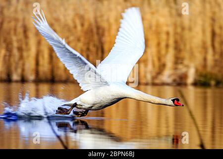 Ein beginnende Schwan bei Sonnenaufgang, goldenes Wasser an den Himmelsseen Plothen Deutschland Stockfoto