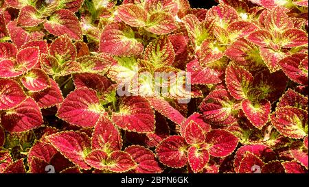 Die hellen Rot Grün Skullcaplike Coleus, Coleus Blumei auch genannt Brennnessel Hintergrund gemalt Stockfoto