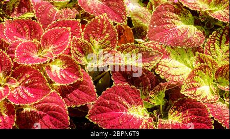 Die hellen Rot Grün Skullcaplike Coleus, Coleus Blumei auch genannt Brennnessel Hintergrund gemalt Stockfoto