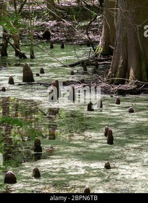 Cypress Knie durch stagnierendes Wasser führenden in einer Wicklung Sumpf Stockfoto