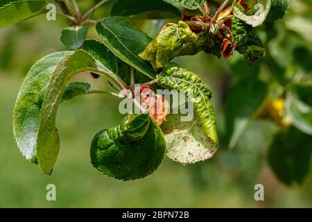 Apfelzweig mit zerknittert Blätter von Krankheit betroffen - Weiße Fruchtläuse Stockfoto