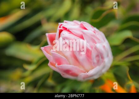 Geschlossene Knospe des Königs Protea Blume im Botanischen Garten in La Gomera, Kanarische Inseln, Spanien fotografiert. Stockfoto