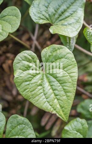 Nahaufnahme der Blätter von Black Bryony - Tamus communis / Dioscorea communis in einer britischen Hecke. Sehr giftige britische Pflanze, einst als Heilpflanze verwendet. Stockfoto