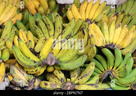 Grüne und gelbe Bananen an den lokalen Farmers Market Stockfoto