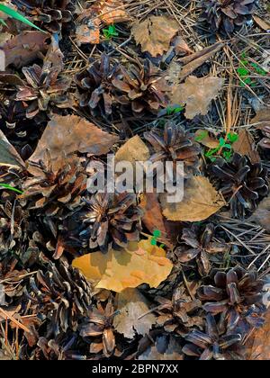 Die Beulen und Blätter des letzten Jahres auf dem Boden und brechen durch Frühlingsgras. Stockfoto