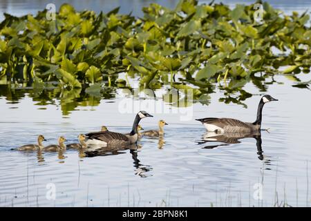 Zwei kanadische Gänse und ihre Gänse schwimmen im Hauser Lake, Idaho. Stockfoto