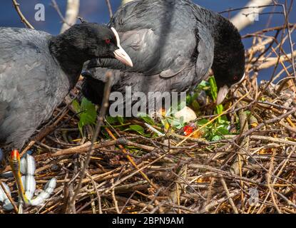 Paar Coots Fulica atra auf ihrem Nest mit einem frisch geschlüpften Küken Sie sind ein mittelgroßer Wasservogel Teil der Rails, Crakes und Blässhühner Familie Stockfoto