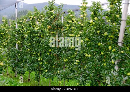 Plantage mit Golden Delicious Äpfeln und einem orangen Wildapfelbaum als Düngepartner in Tirol, Österreich Stockfoto