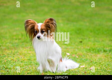 Porträt einer Papillon purebreed Hund sitzen auf dem Gras Stockfoto