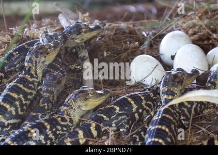 Neugeborene Alligator in der Nähe der Eiablage im Nest. Little Baby Krokodile schlüpfen aus den Eiern. Babykrokodil gerade aus dem Ei geschlüpft. Alligator hatc Stockfoto