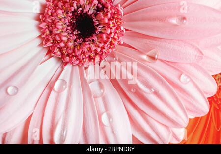 Rosa Gerbera Blume mit Wassertropfen. Tröpfchen auf die gerbera Blütenblätter. Selektive konzentrieren. Stockfoto