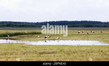 Eine große Gruppe von Weißstörchen, die sich am Sommertag in der Nähe des kleinen Teiches in einem Feld ausruhen und füttern. Russland. Selektiver Fokus. Stockfoto