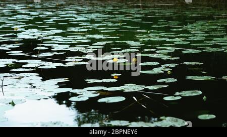 Blätter und Blüten der Gelben Seerose - Nuphar lutea - schwimmend auf der Oberfläche des Teiches in der Sommerhämmerung. Natürliche dunkles Wasser Hintergrund wi Stockfoto