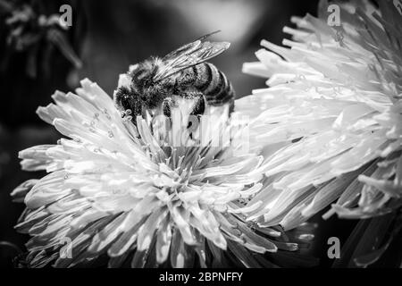 Bienensammel Nektar und Pollen auf Blume des Löwenzahns - schwarz-weiß Bild Stockfoto