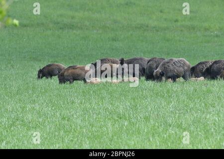 Wildschweinmutter mit kleinen Wildschweinchen, die zusammen auf der Wiese fressen Stockfoto