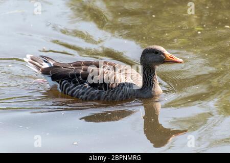 Single Graugänse schwimmen in einem See mit Reflexionen Stockfoto