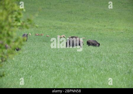 Wildschweinmutter mit kleinen Wildschweinchen, die zusammen auf der Wiese fressen Stockfoto