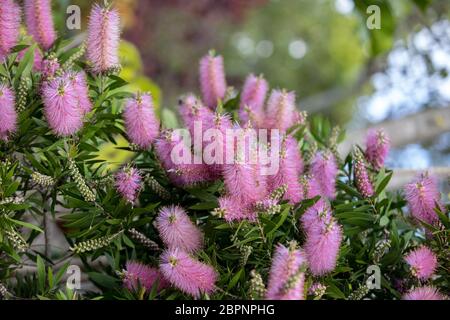 Rosa Blüten von Echium nervosum Eine gute Pflanze Bienen und Schmetterlinge in den Garten zu locken. Stockfoto