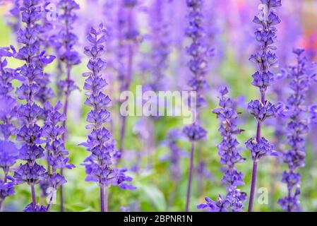 Lila oder Blau Blumen schöne Natur von Salvia Farinacea oder mehlig Cup Salbei im Blumengarten Stockfoto