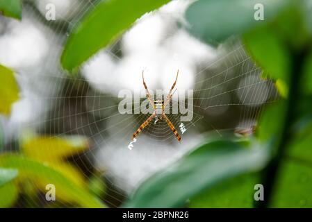 Weibliche Argiope Keyserlingi oder St. Andrew's Cross Spider ist eine häufige Arten von Orb-Web spider Beutefang im Web, in den Wald von thailan Stockfoto