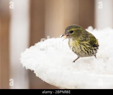 Feale eurasian siskin Vogel sitzt auf Bird Feeder mit Nahrung im Schnabel Stockfoto