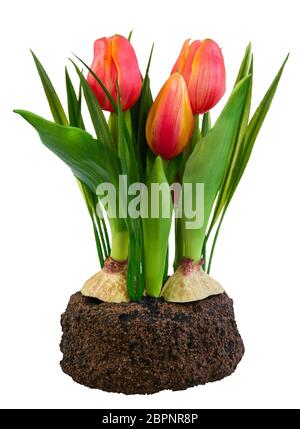 Spring deco mit künstlichen orange Tulpen isoliert auf weißem Stockfoto