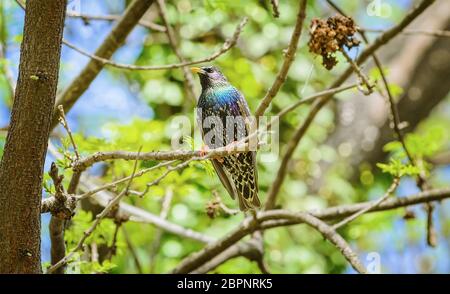 Sturnus vulgaris (Sturnus vulgaris), der auf einem Ast brät Stockfoto